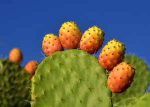Health benefits of prickly pear