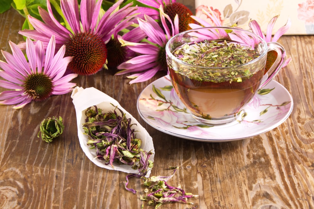 How to use echinacea herb?