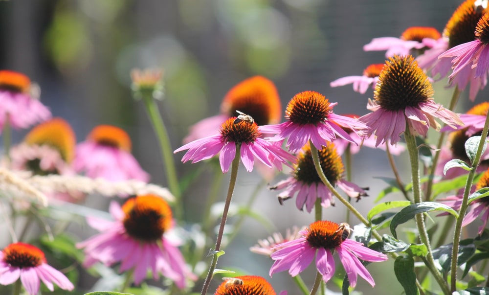 Benefits of Echinacea herb Flower of the new continent