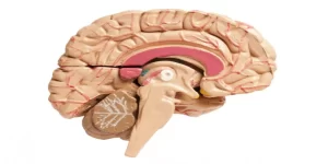 Structural abnormalities in the brain